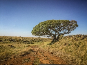 Afrika_1