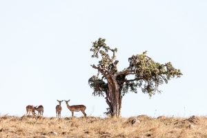 Afrika_2