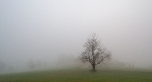 Novemberstimmung _1
