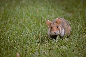 Cricetus cricetus_2