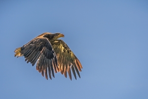 Flugschau_1