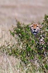 Gepard_1