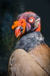 Sarcoramphus_1