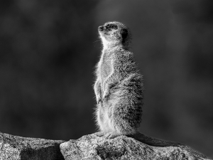 Timon_1
