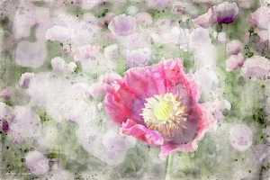 4_Blumenwiese